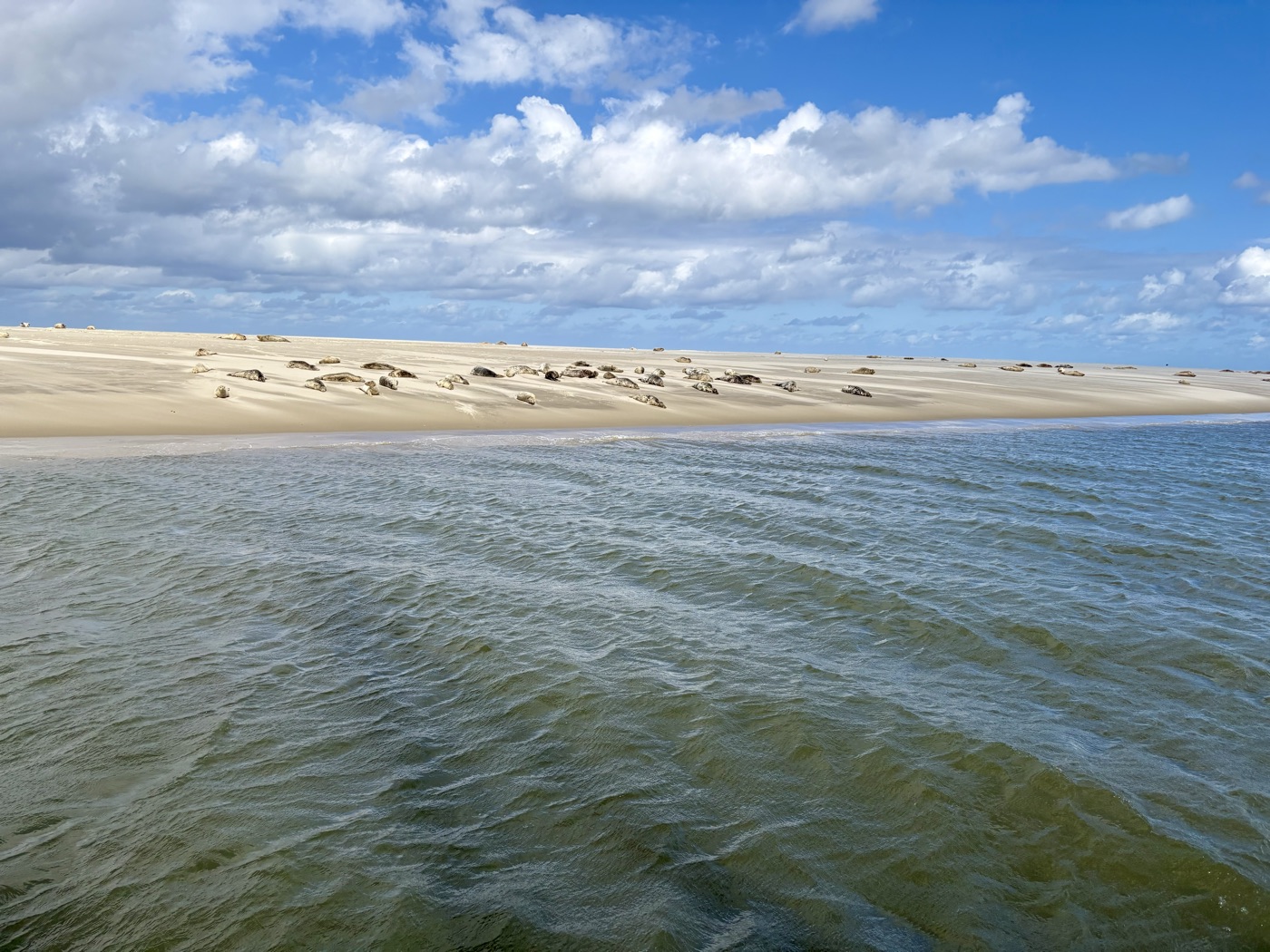 Seehunde auf einer Sandbank vor Spiekeroog